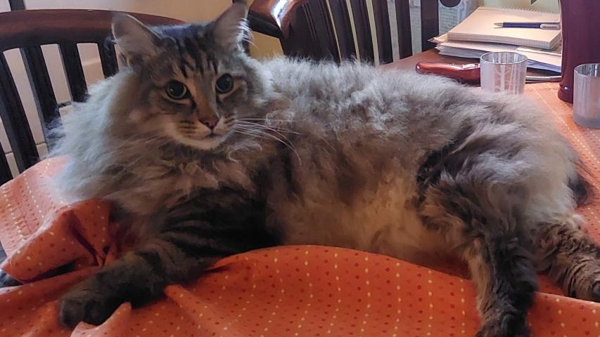 Eine der Katzen Eine der Katzen