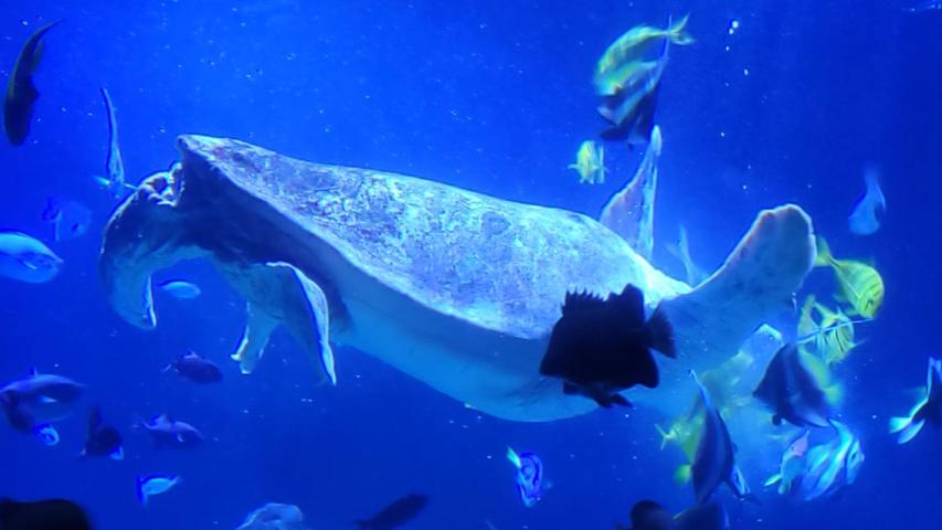 Schildkröte im Aquarium Schildkröte im Aquarium