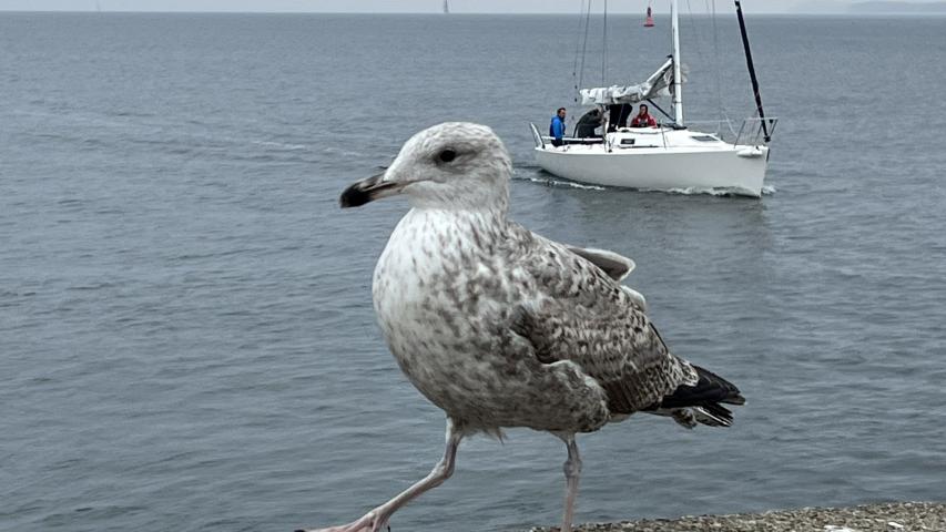 Möwe Möwe