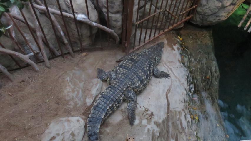 Ein Alligator im Tropen-Aquarium Ein Alligator im Tropen-Aquarium
