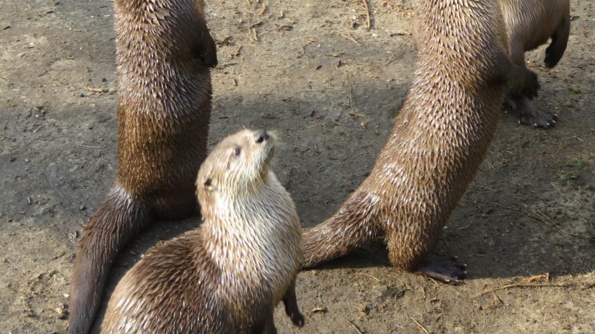 Wunschfahrt zum Wildpark Eekholt Wunschfahrt zum Wildpark Eekholt
